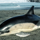 Un ejemplar de delfín aparecido en una playa de Navia, en Asturias, muerto por las heridas de artes de pesca. CONCEPCIÓN PÉREZ