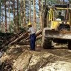 Trabajos de corta de pinos en un monte del valle del Curueño, en León