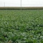 Campo de remolacha en el Páramo leonés, cultivo sobre el se ciernen oscuros nubarrones