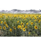 Plantación de girasol en León. marciano pérez