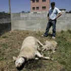 Una de las ovejas atacadas esta semana por los canes en La Placa