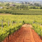 La infección se centra sobre los viñedos de la variedad blanca.