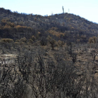 Imagen del bosque calcinado en el camino forestal de Las Tajoras a Laguna Grande.