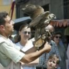 La exhibición de aves rapaces atrajo la atención de numerosos amantes de la naturaleza