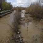 El Bernesga, ayer a su entrada al tramo que cruza la ciudad; el lecho, cargado de vegetación, se queda pequeño para el río.