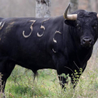 Uno de los toros que serán lidiados en San Isidro, el próximo 11 de junio. El hierro de la ganadería y Domingo López Chaves tentando en Valdellán.