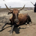Un ganadero y una vaca exhausta en el área de Chisumbanje, 500 kilómetros al este de Harare, la capital de Zimbabue, el día 15.