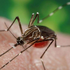 El dengue es una infección vírica transmitida por la picadura de las hembras infectadas de mosquitos Aedes.