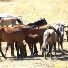 Algunos animales de Boñar aún muestran en sus costillares la falta de alimento.