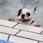 El perro 'Bully' de raza bulldog francés se da un baño en una piscina