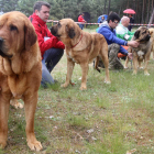 El concurso de perros mastines contó con la participación de más de treinta ejemplares