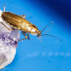 Cómo eliminar una plaga de cucarachas en casa con trucos fáciles