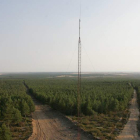 La reforestación ha permitido ampliar en 4.000 hectáreas la masa de pinos de Camposagrado.