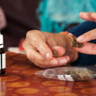 DOBLE ARMA. Una imagen del reportaje Marihuana, entre el verí i el fàrmac, de Sense ficció.