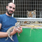 Ivano Macaggi, del Circo Wonderland, con el pequeño tigre León a la vista de su madre, Balú.