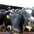 León es la provincia de la comunidad que más leche de vaca produce