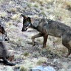 Una pareja de lobos ibéricos. ANDONI CANELA