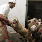 Corderos en un matadero de Girona acondicionado para el rito 'halal'.