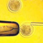 Científicos surcoreanos han aislado las primeras líneas de células madre embrionarias y ajustadas al ADN de pacientes.