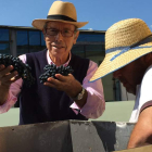 Helios Estévez muestra orgulloso unos racimos de Mencía en la mesa de selección de la bodega de Valtuille de Abajo. DL