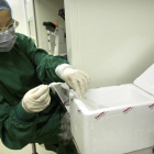 Zhou Xiaoqin coloca uno de los embriones en nitrógeno líquido.