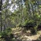 Los senderos de la Mirada Circular atraviesan bellos parajes, como este bosque de Cadafresnas