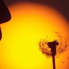 Un joven sopla un diente de león ante una puesta de sol