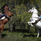 Los Mirantes (padre e hijo) ejecutan una cabriola con sus caballos, en un ejercicio de entrenamiento.