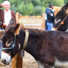 El ganado caballar y asnar aguantó en el ferial las inclemencias del tiempo.