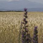 Vista de un campo de cereal en el Órbigo. JESÚS F. SALVADORES