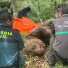 Imagen del oso muerto en la montaña de Palencia. JUNTA DE CASTILLA Y LEÓN