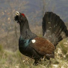 Ejemplar de urogallo localizado en la provincia de León.