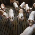 De ser aprobado, el test tendrá un gran impacto en el manejo de la brucelosis porcina. JESÚS F. SALVADORES