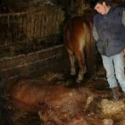 Un ganadero observa a un caballo muerto en una granja de Caboalles