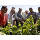 Miguel Martínez y Manuel Miguélez recorrieron las viñas acompañados por los responsables de Gordonze