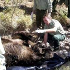 Otro ejemplar de oso ya fue abatido en Palencia en septiembre del 2005
