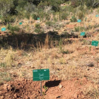 Algunas placas con los nombres de los bebés nacidos en el bosque de encinas de Tarragona que repuebla la ginecóloga leonesa. INSTITUTO MARQUÈS