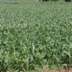 La producción de remolacha en León alcanzará otra cifra récord en esta campaña