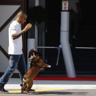 El piloto británico Lewis Hamilton juega con su perro en el circuito de Monza, ayer.
