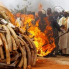El presidente keniano Mwai Kibaki prende la gigantesca pila de colmillos de elefante.