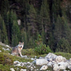 Un lobo en el parque natural del Cadí-Moixeró.