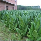 Los productores de tabaco generan al año 136.000 kilos en la comarca