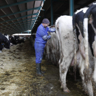 Los costes de las explotaciones de leche se han disparado en los últimos meses. JESÚS F. SALVADORES