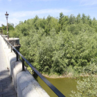 Imagen de la situación actual del puente de San Marcos, donde la maleza y vegetación copan las márgenes del Bernesga.
