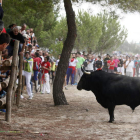 «Elegido», el ejemplar del hierro burgalés de Bañuelos, en el recorrido del Torneo del Toro de la Vega de Tordesillas.