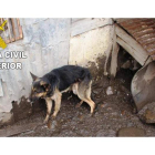 Los animales se encontraban en una situación pésima. DL