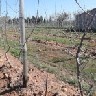 Finca de Carracedelo que forma parte del convenio del Ayuntamiento y el Consejo Comarcal. L. DE LA MATA