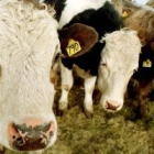En la últimas semanas se están enviando más vacas al matadero. DL