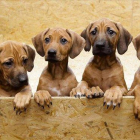 Una camada de perros.