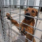 Con la llegada de las vacaciones se siguen dando casos de abandono de perros en Ponferrada. L. DE LA MATA